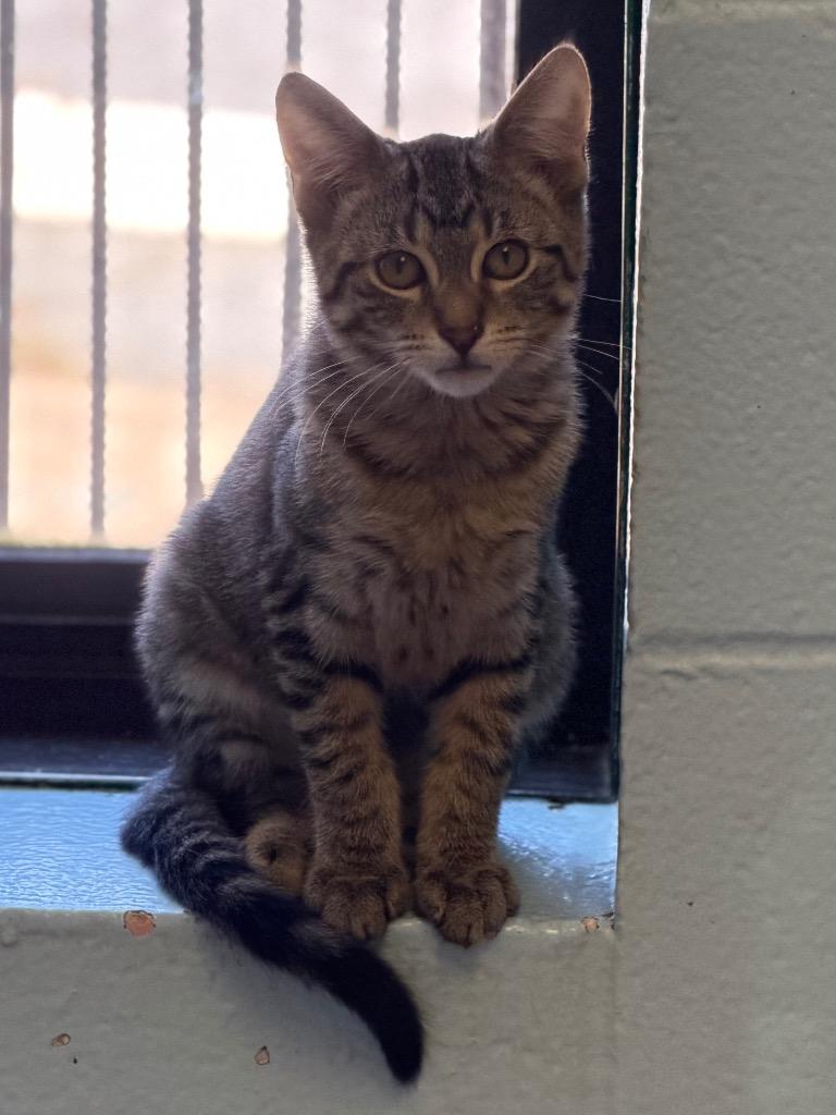 Erling, Adoptable, Kitten Male Domestic Short Hair.