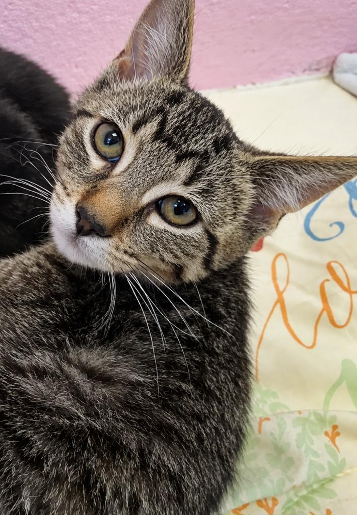 Erling, Adoptable, Kitten Male Domestic Short Hair.