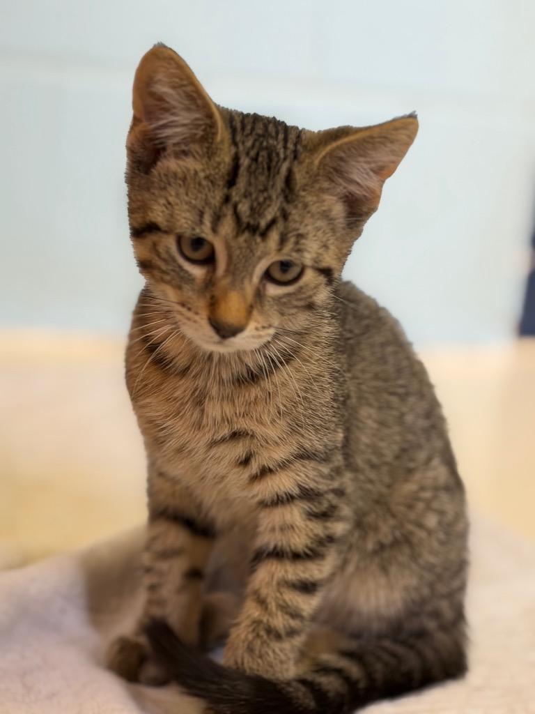 Erling, a Adoptable mixed breed in Sherwood, AR image 2/2