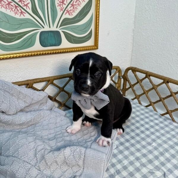 Enlarge Isabella Encanto, a Adoptable mixed breed in Nashville, TN image 4/6