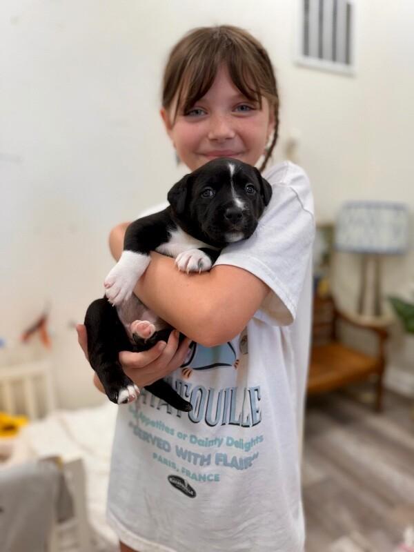 Enlarge Isabella Encanto, a Adoptable mixed breed in Nashville, TN image 6/6