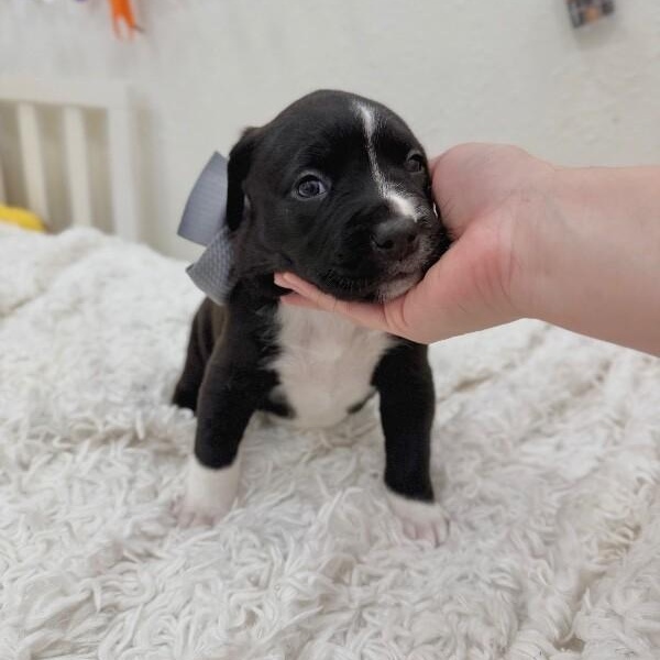 Enlarge Isabella Encanto, a Adoptable mixed breed in Nashville, TN image 2/6
