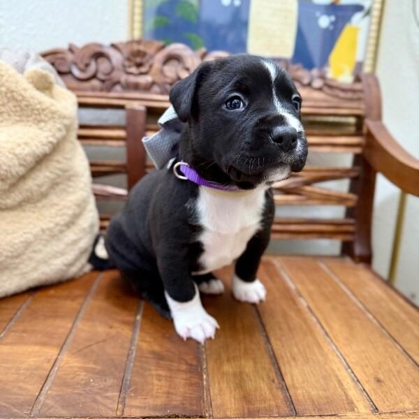 Enlarge Isabella Encanto, a Adoptable mixed breed in Nashville, TN image 5/6