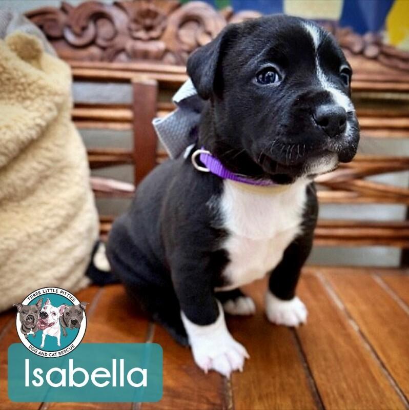 Enlarge Isabella Encanto, a Adoptable mixed breed in Nashville, TN image 1/6
