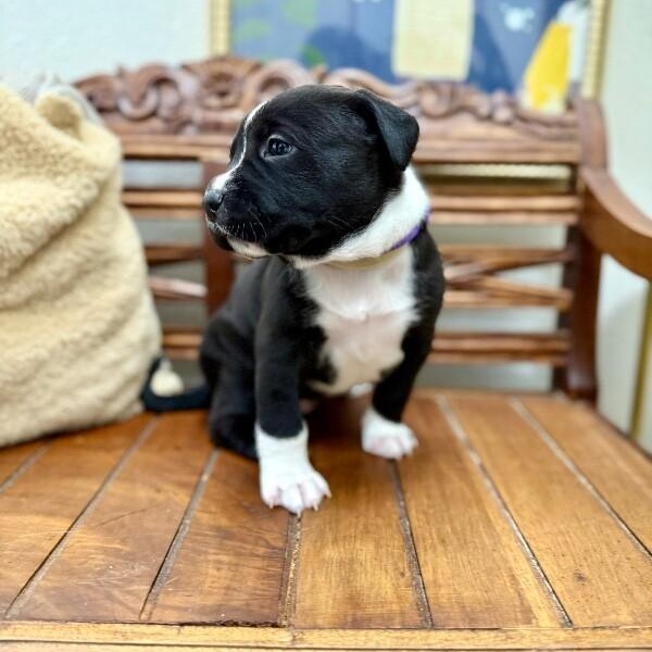 Enlarge Isabella Encanto, a Adoptable mixed breed in Nashville, TN image 3/6