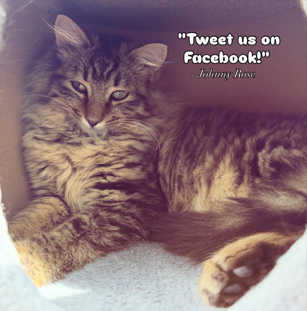 Schitt's Creek:  Johnny Rose, Adoptable, Kitten Male Tabby & Domestic Long Hair.