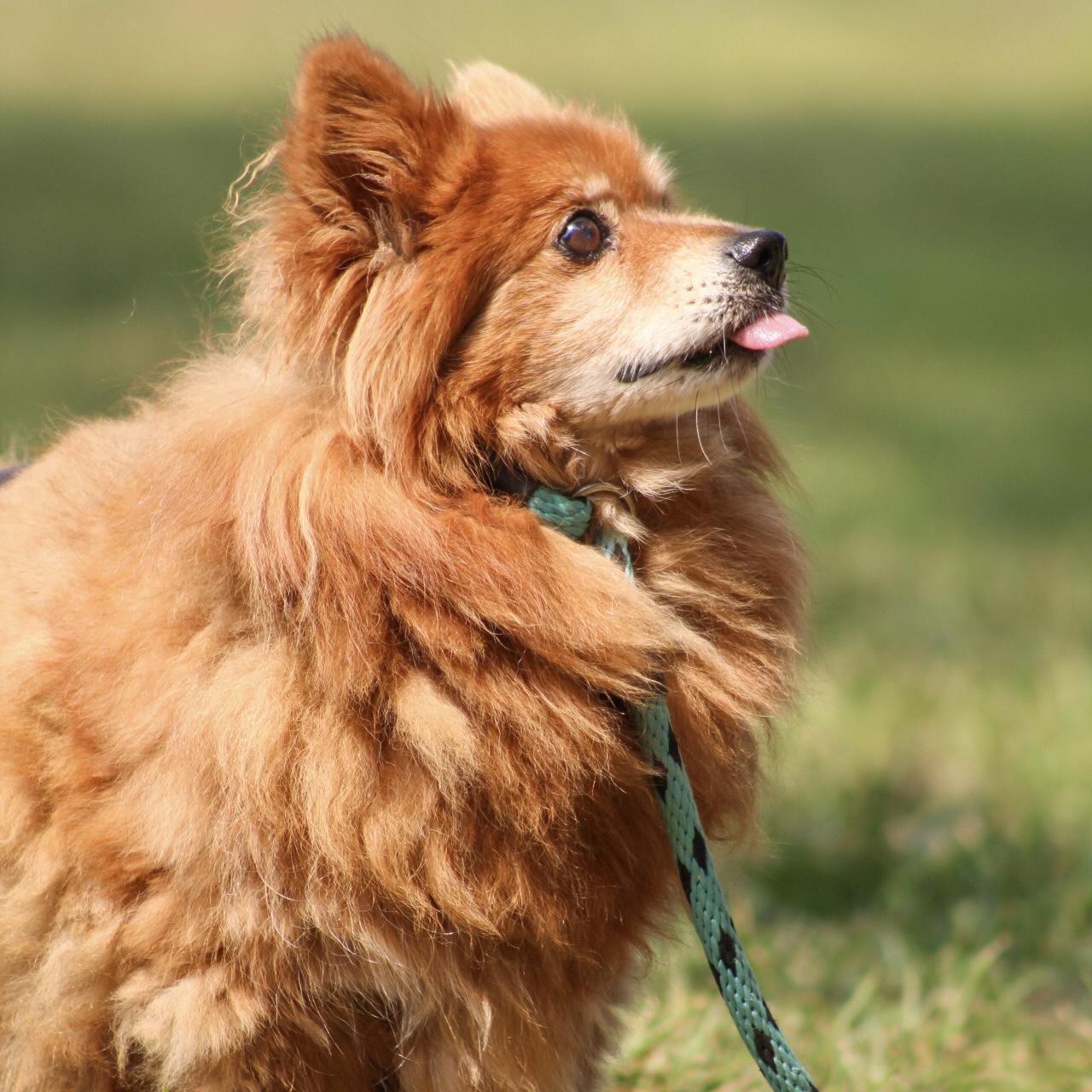 Enlarge Koby, a Adoptable mixed breed in Knoxville, TN image 6/6