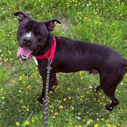 Enlarge Jackson, a Adoptable mixed breed in Syracuse, NY image 1/1