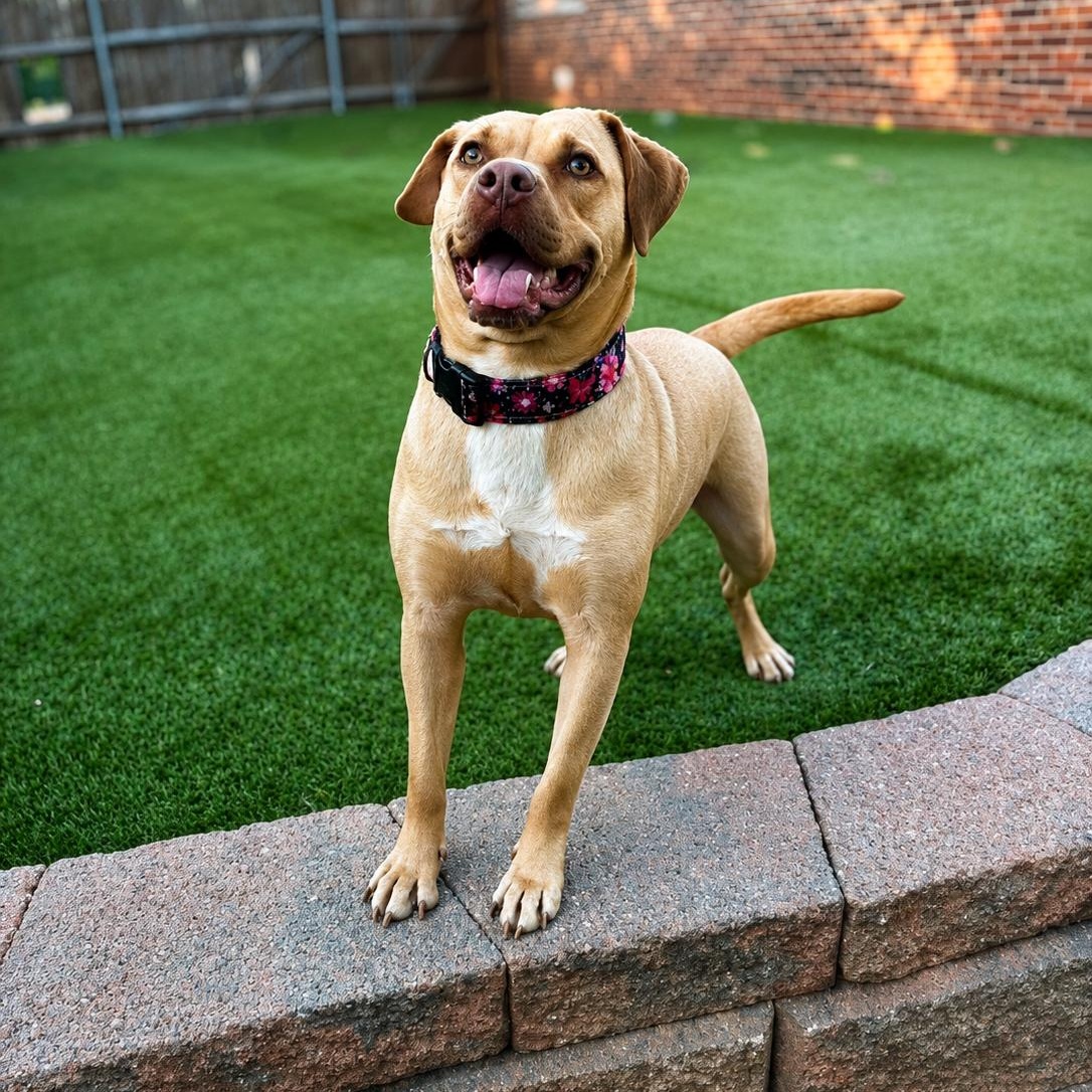 Enlarge Darcy, a Adoptable mixed breed in Bernville, PA image 4/6