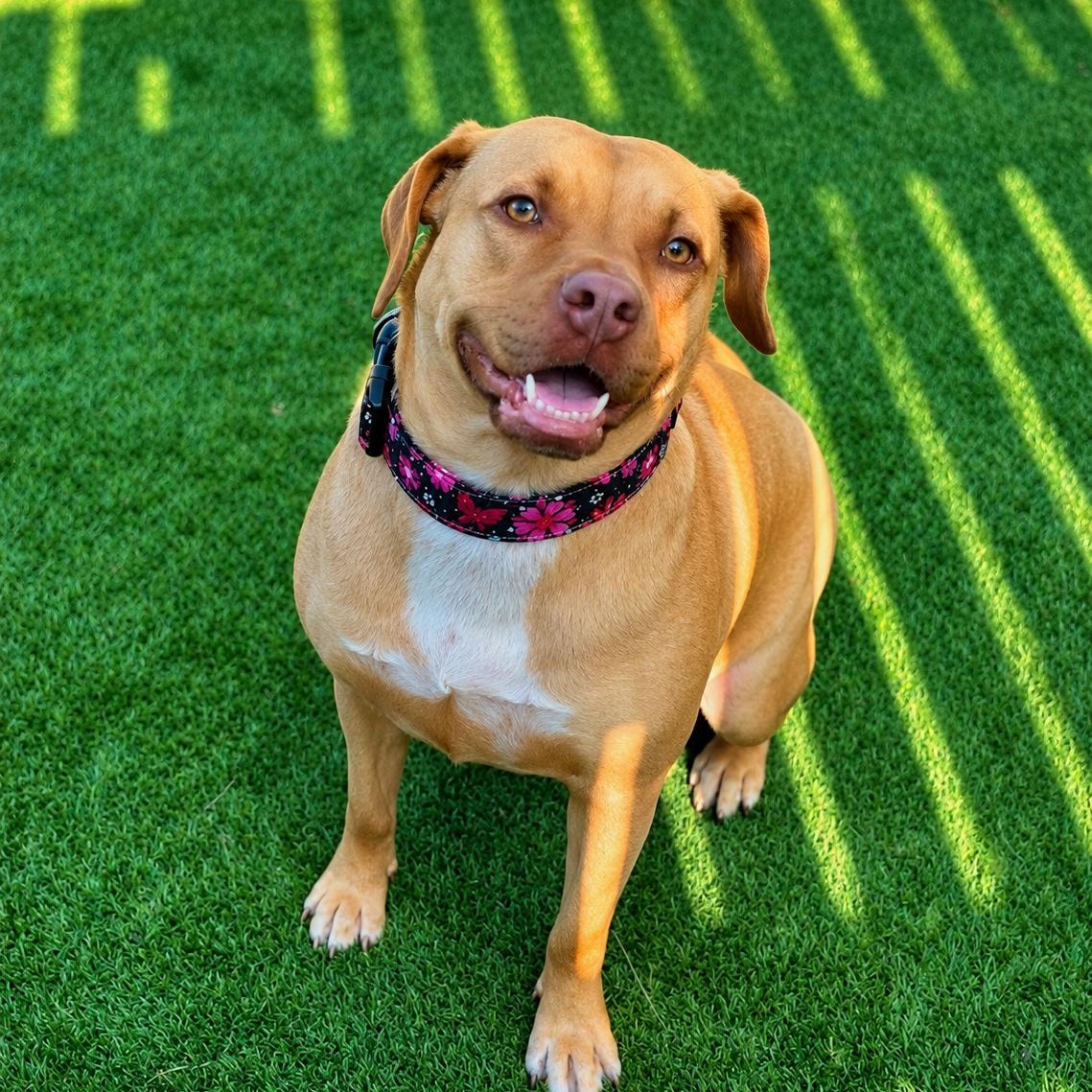 Darcy, Adoptable, Young Female Labrador Retriever & Pit Bull Terrier.