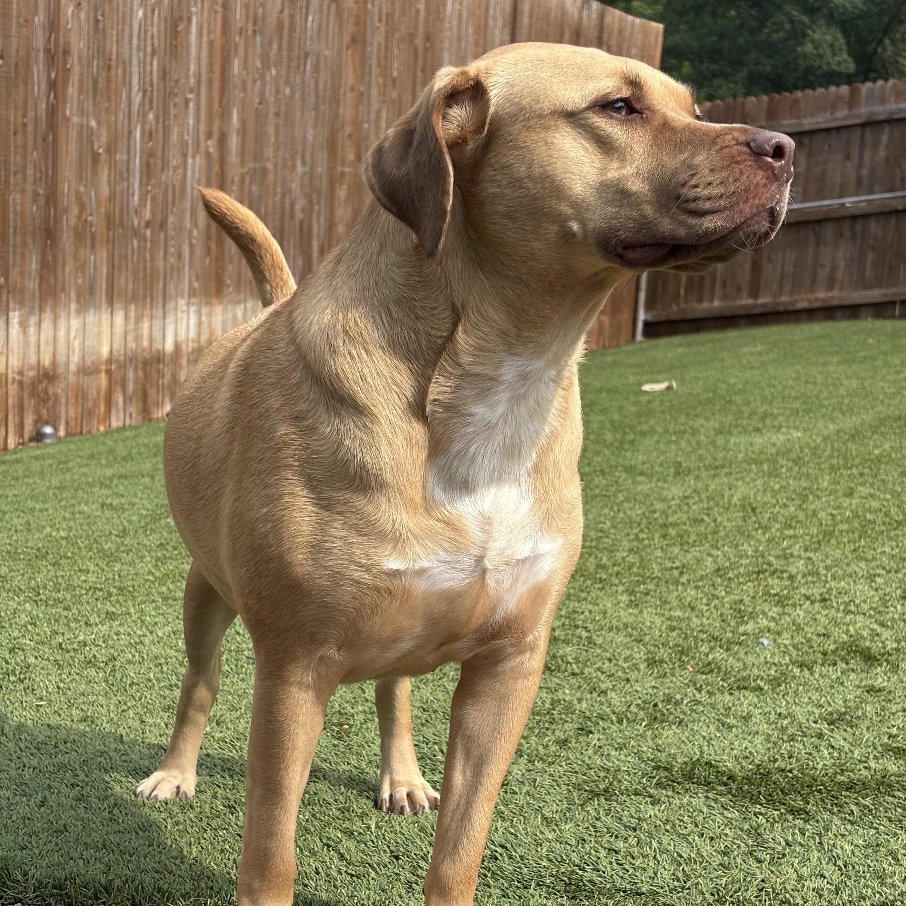 Enlarge Darcy, a Adoptable mixed breed in Bernville, PA image 2/6