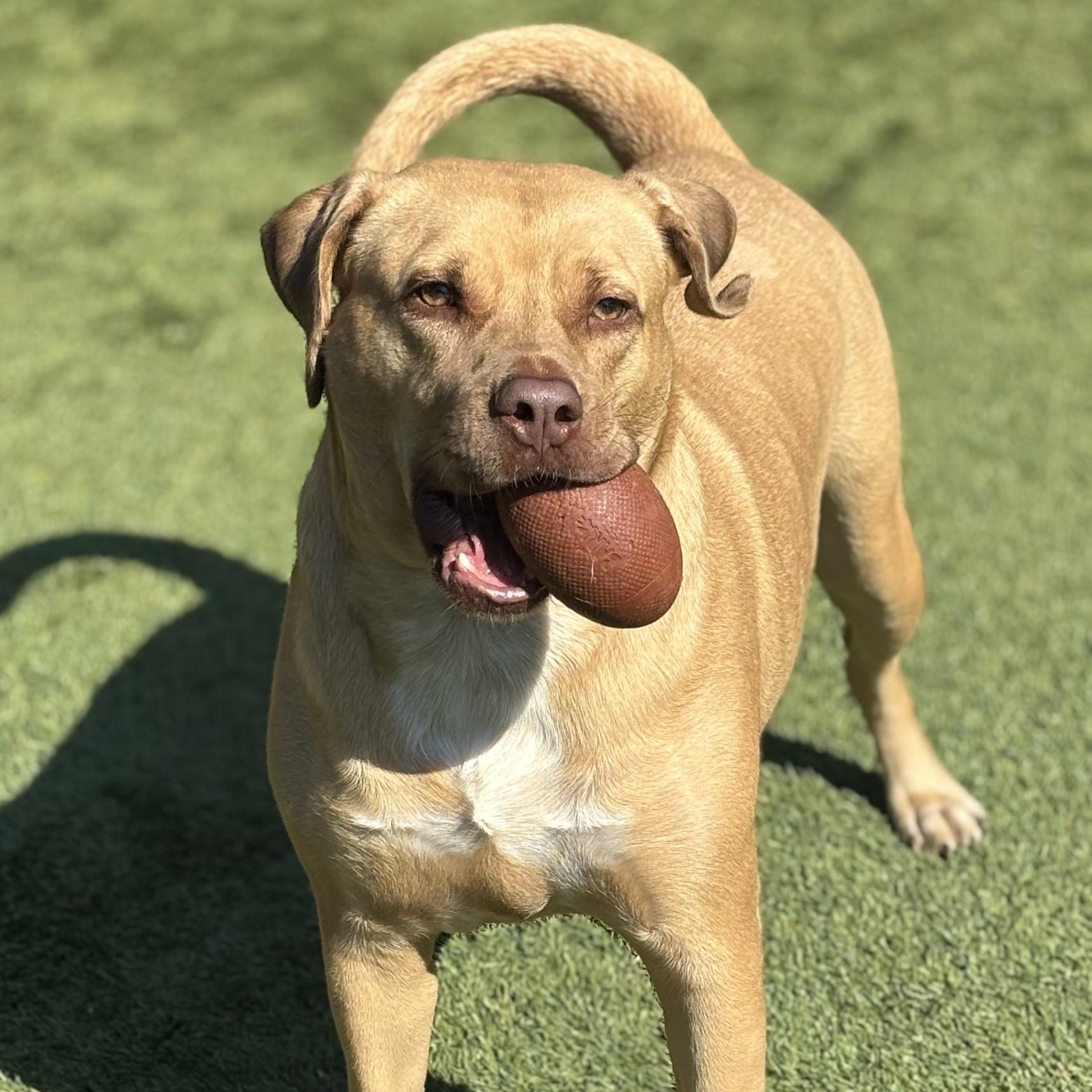 Enlarge Darcy, a Adoptable mixed breed in Bernville, PA image 3/6