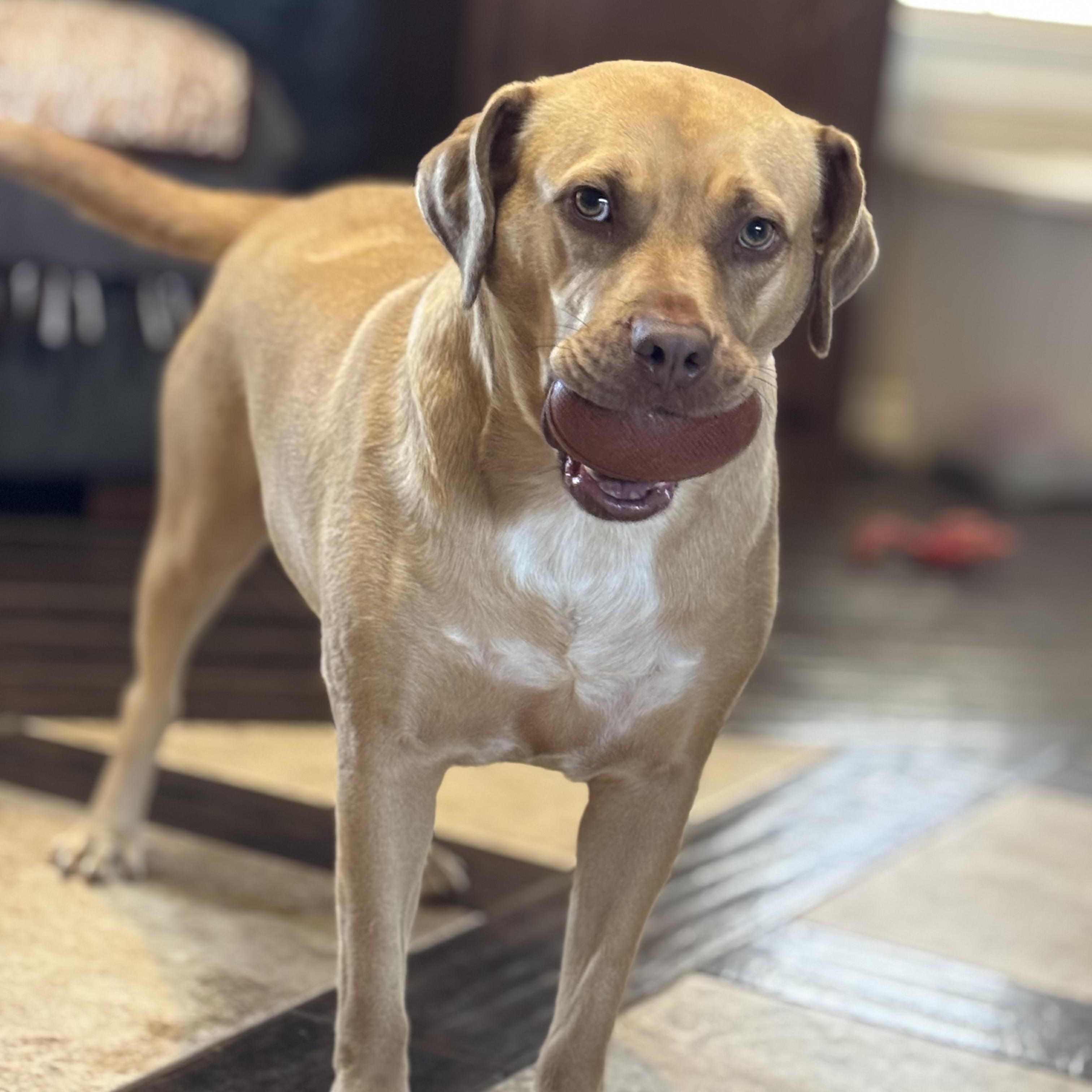 Enlarge Darcy, a Adoptable mixed breed in Bernville, PA image 6/6