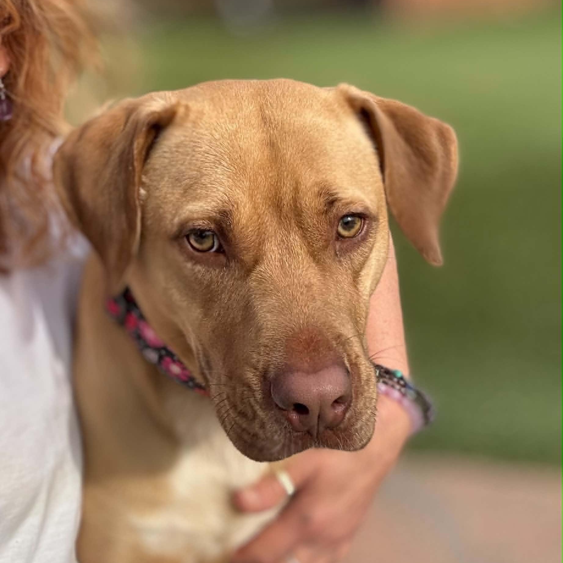 Enlarge Darcy, a Adoptable mixed breed in Bernville, PA image 5/6