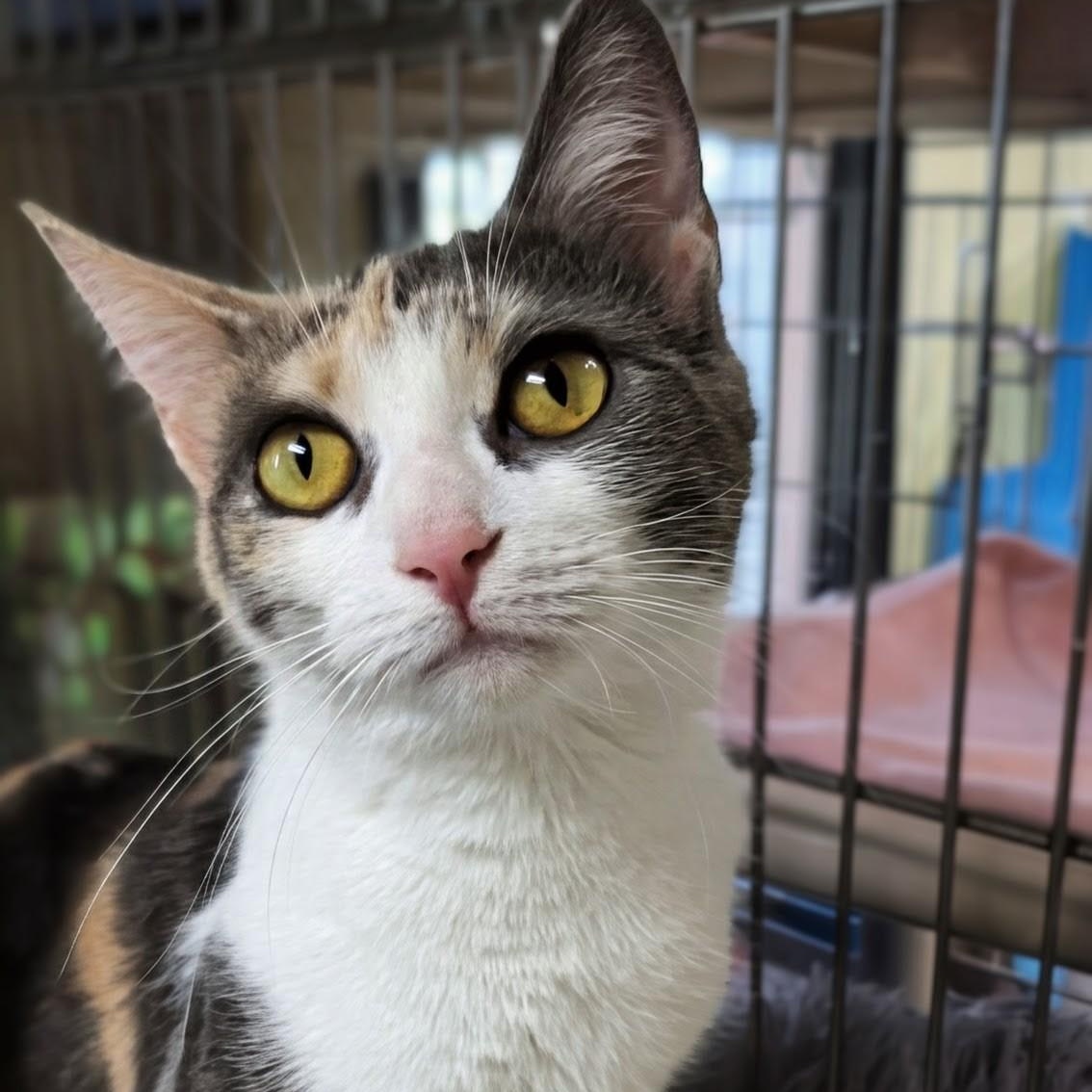 Blessing, Adoptable, Adult Female Domestic Short Hair.