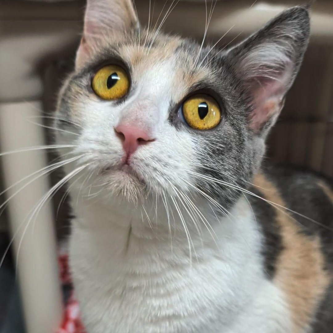 Enlarge Blessing, a Adoptable Domestic Short Hair in West Jefferson, OH image 2/6