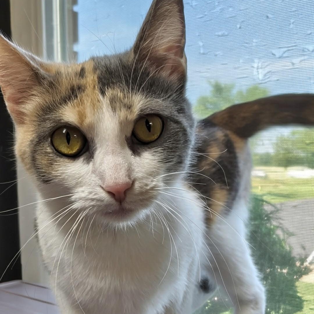 Enlarge Blessing, a Adoptable Domestic Short Hair in West Jefferson, OH image 6/6
