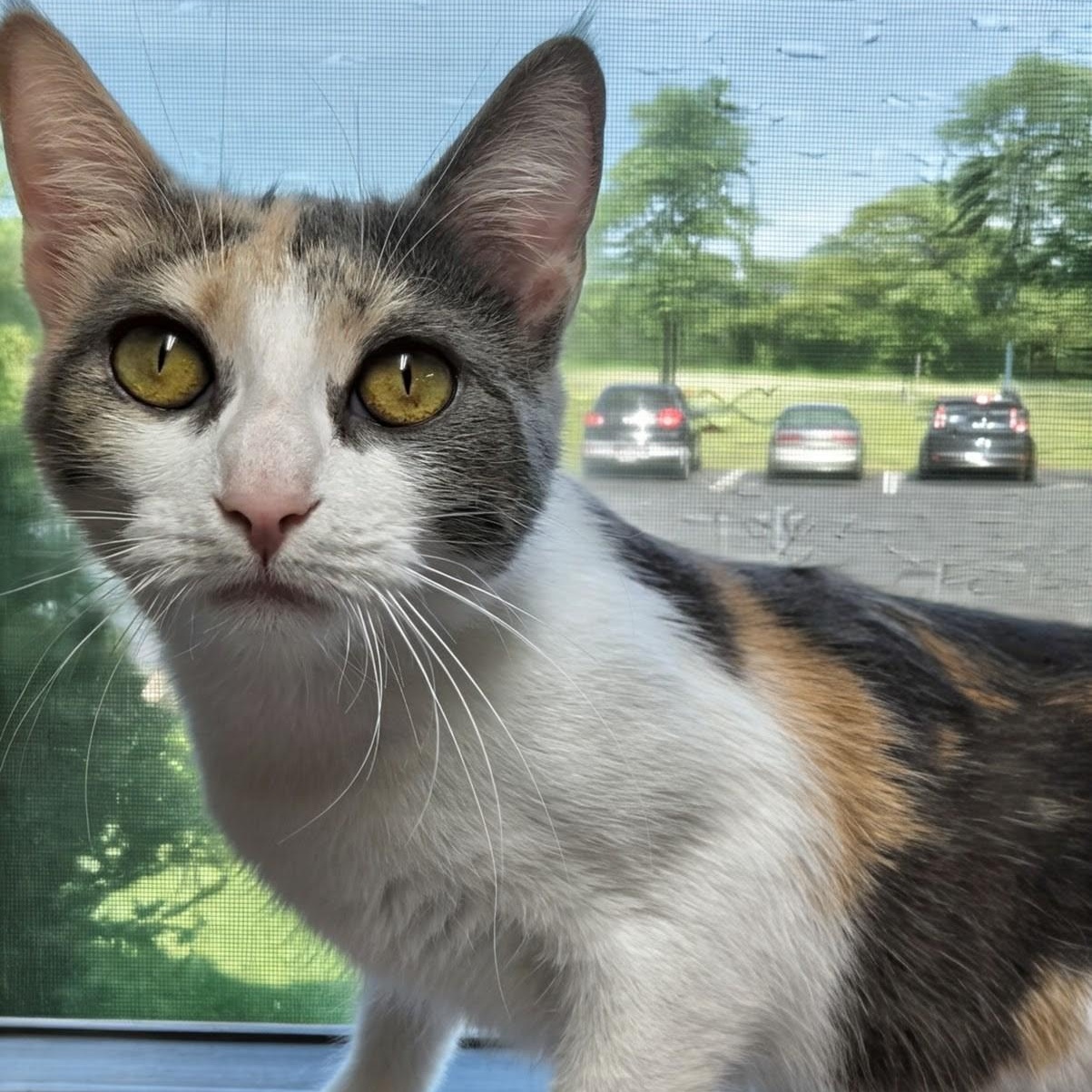 Enlarge Blessing, a Adoptable Domestic Short Hair in West Jefferson, OH image 3/6