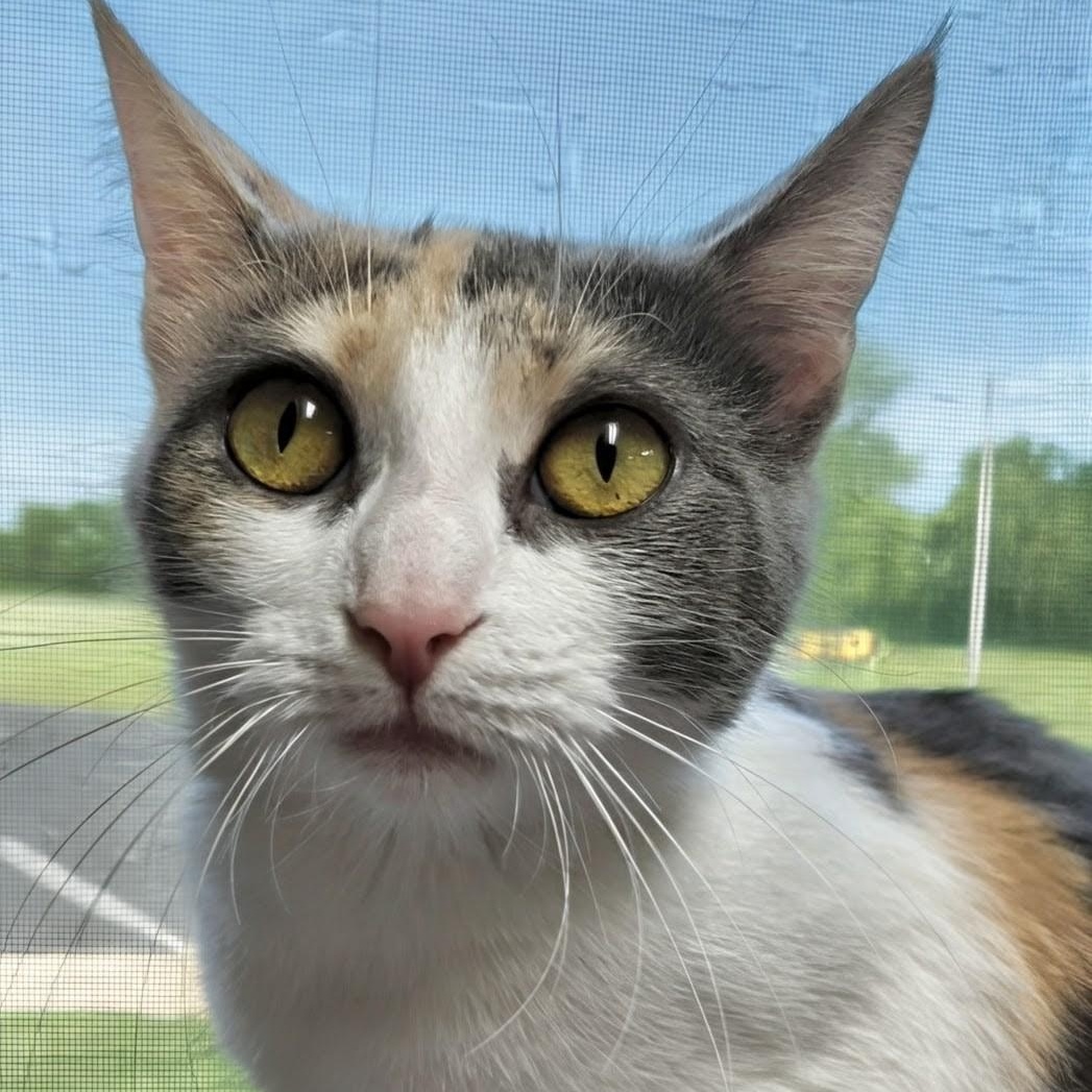 Enlarge Blessing, a Adoptable Domestic Short Hair in West Jefferson, OH image 4/6