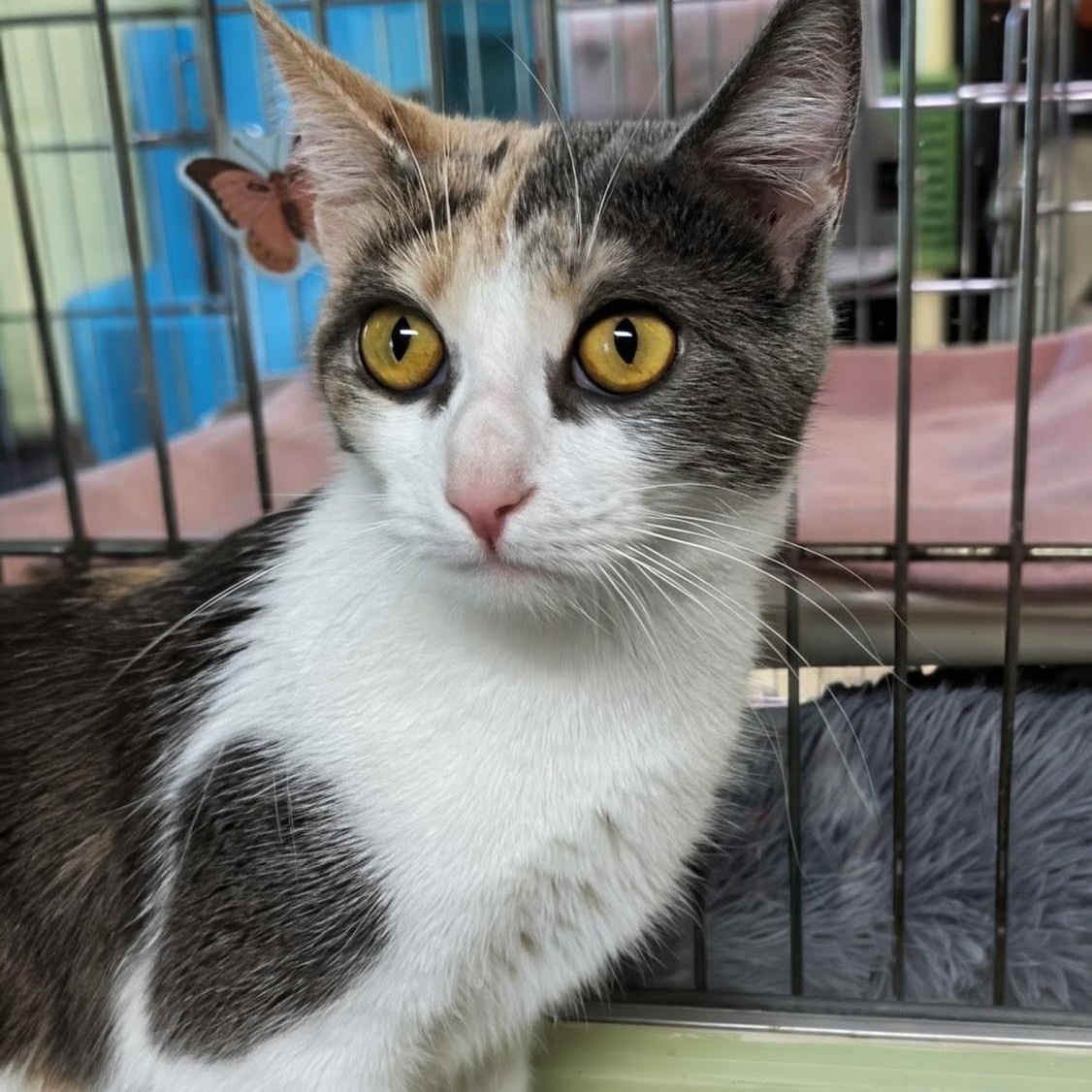 Enlarge Blessing, a Adoptable Domestic Short Hair in West Jefferson, OH image 5/6