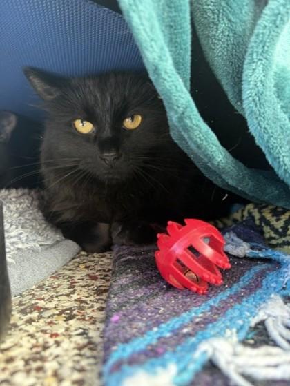 Eve, Adoptable, Adult Male Domestic Short Hair & Domestic Short Hair.