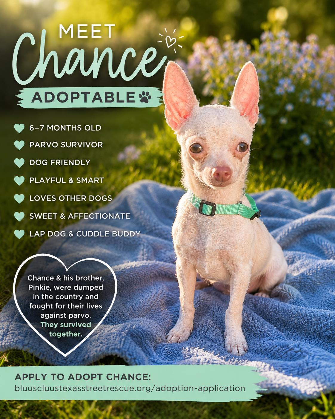 Enlarge Chance, a Adoptable Chihuahua in Florence, IN image 3/3