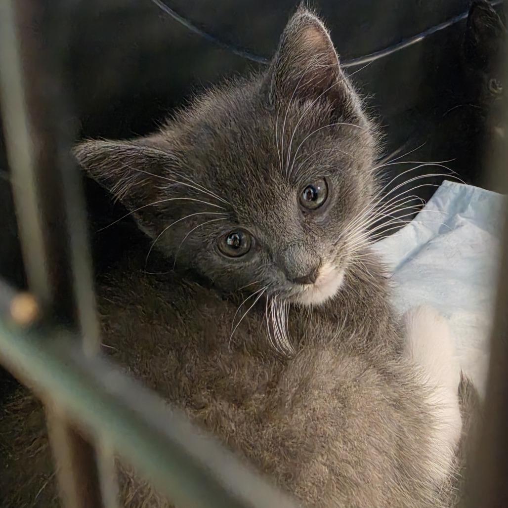 Enlarge Tully, a Adoptable Domestic Short Hair in Canton, NC image 1/1