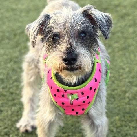 Pepper, Adoptable, Senior Male Schnauzer.