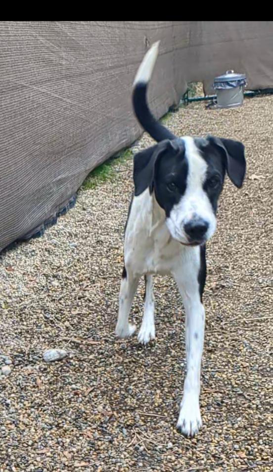 Enlarge Georgie, a Adoptable mixed breed in Milford, NH image 5/6