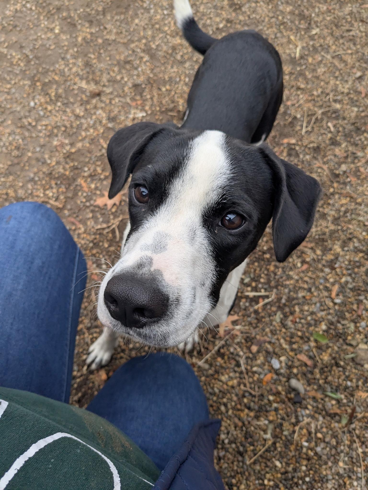 Georgie, Adoptable, Young Male Labrador Retriever.