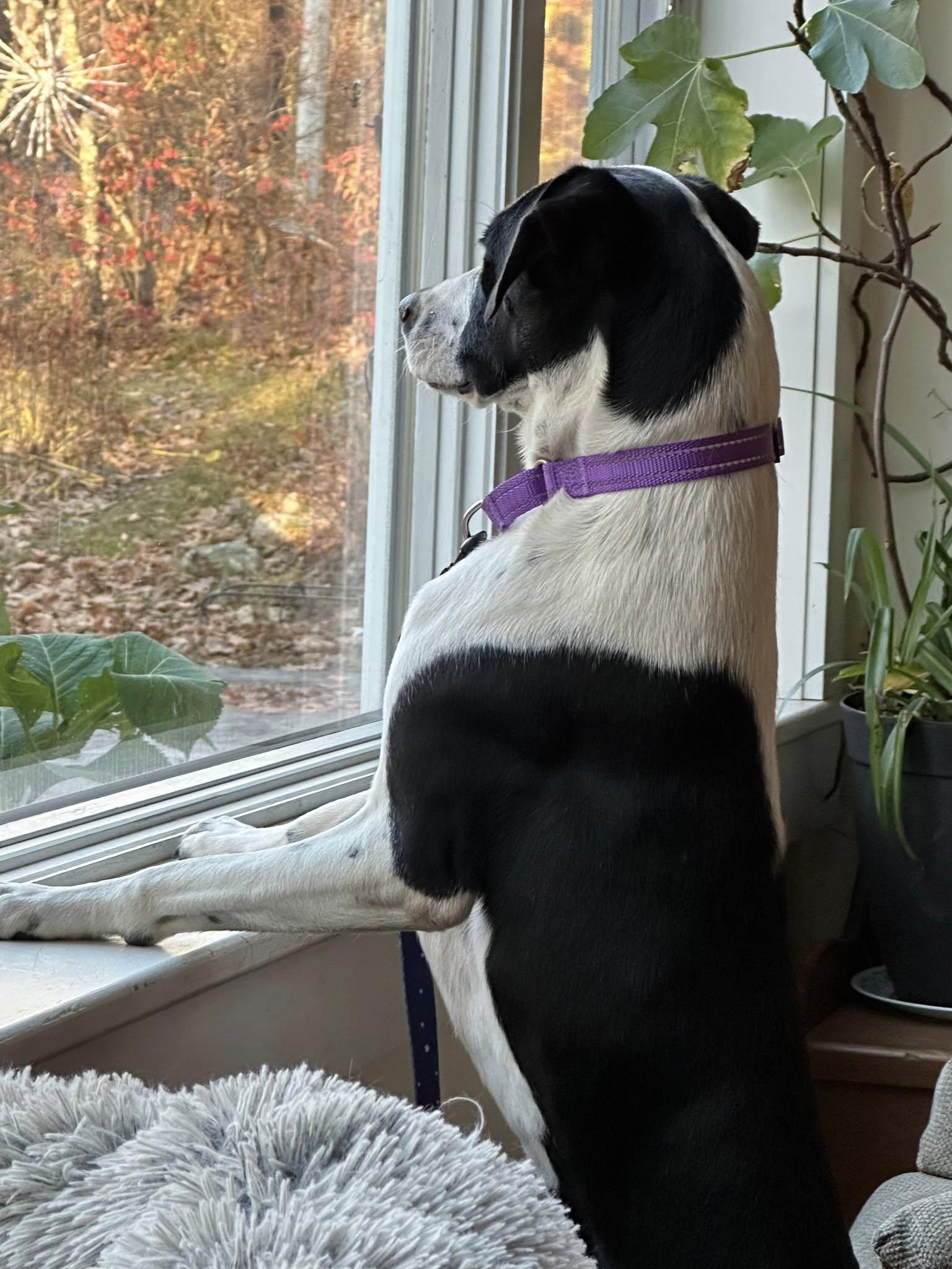 Enlarge Georgie, a Adoptable mixed breed in Milford, NH image 2/6