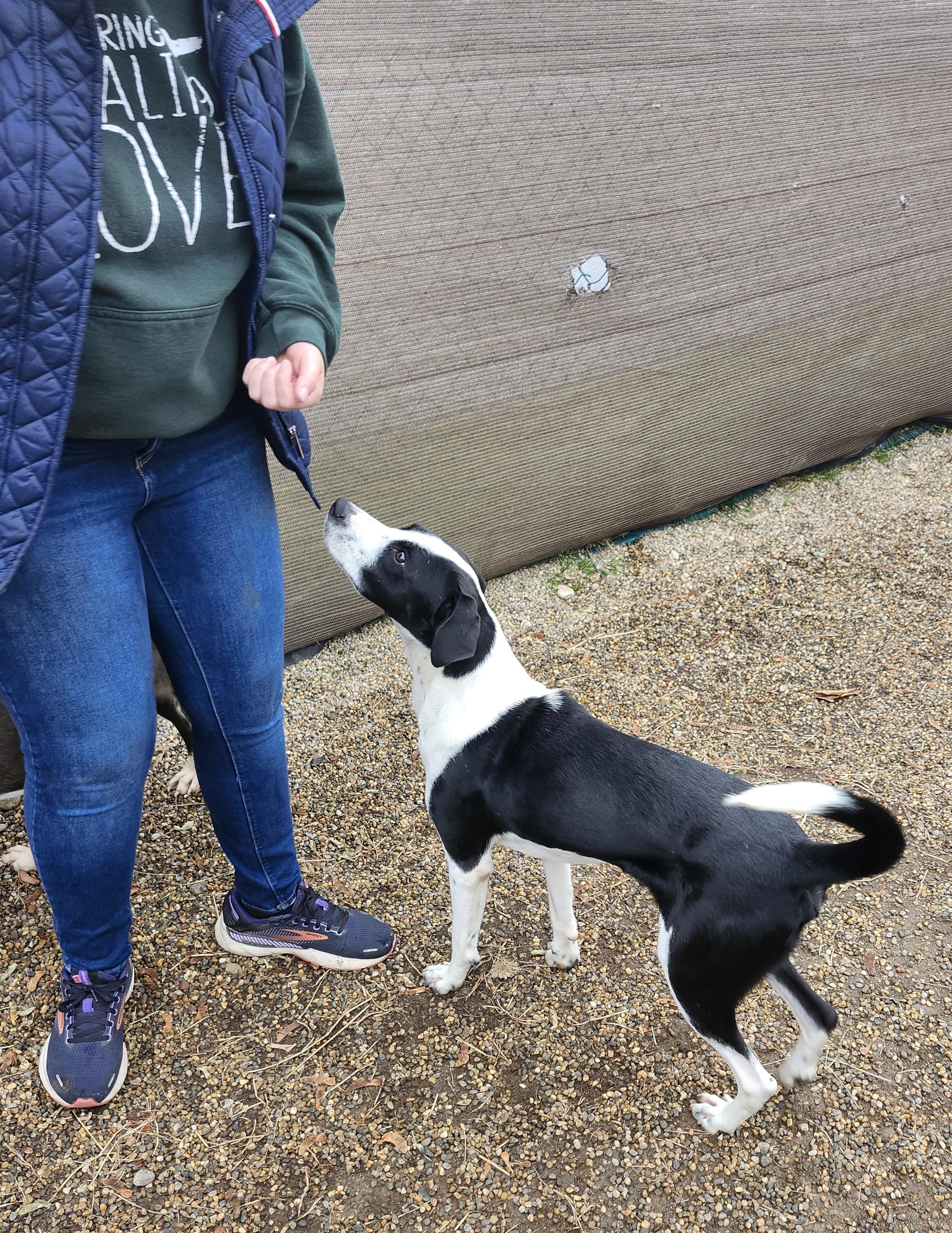 Enlarge Georgie, a Adoptable mixed breed in Milford, NH image 4/6