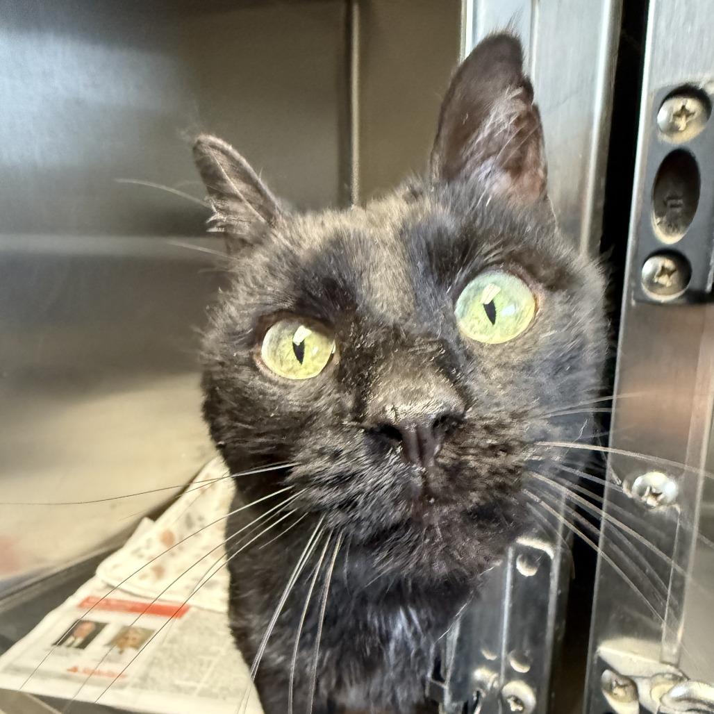 Black Beauty, ADOPTABLE, Senior Female Domestic Short Hair.