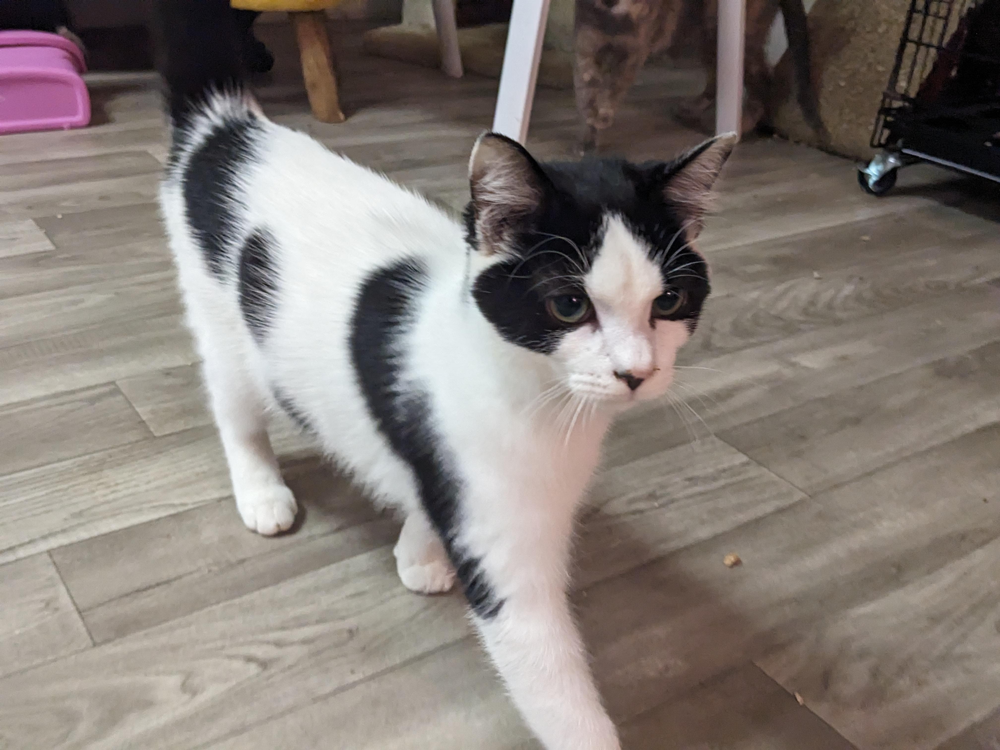 Enlarge Holstein, a ADOPTABLE Domestic Short Hair in Rocky Ridge, MD image 1/1