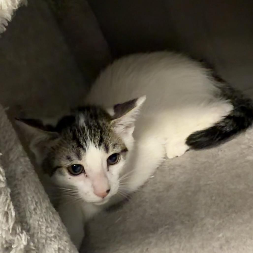 Leo, a Adoptable Domestic Short Hair in Watertown, NY image 1/2