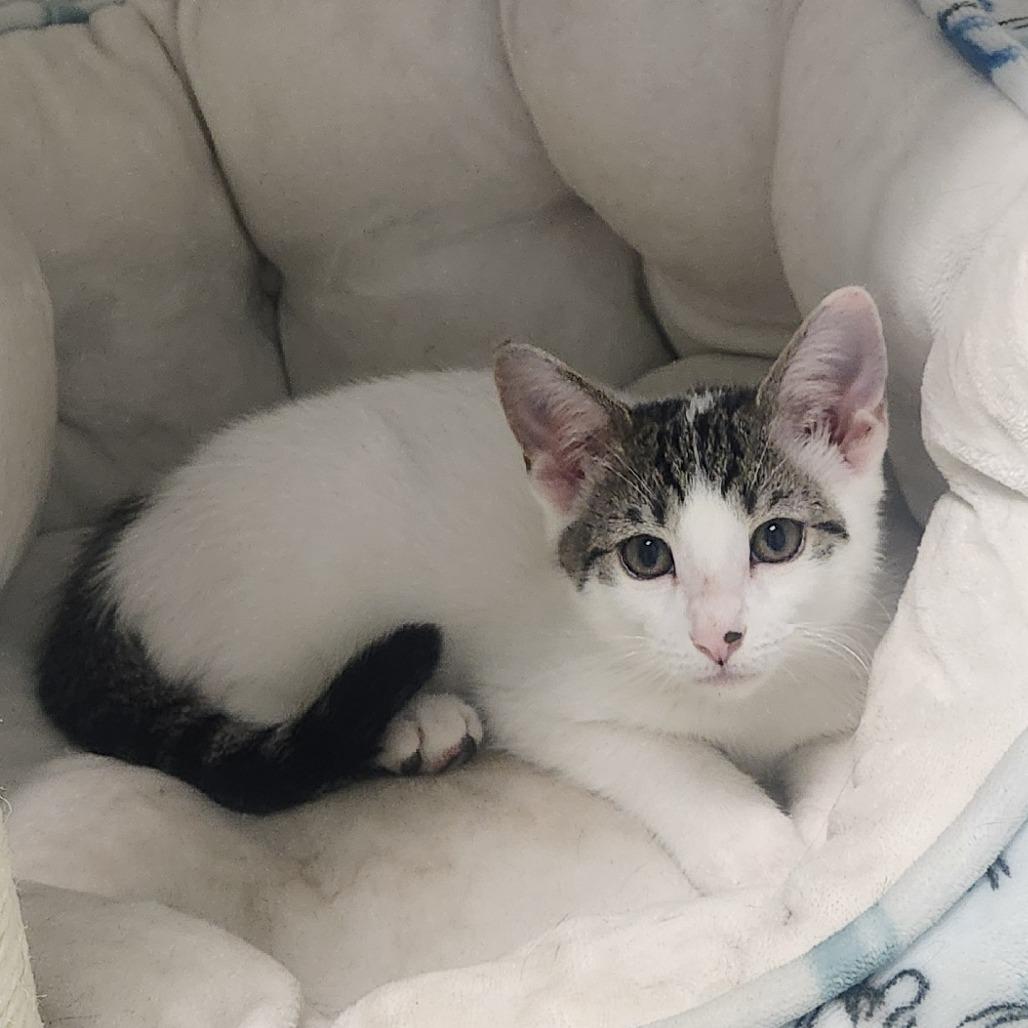 Leo, a Adoptable Domestic Short Hair in Watertown, NY image 2/2