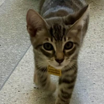 Rudy - Sweet and Fun, an adopted Tabby in Hoquiam, WA image 4/4