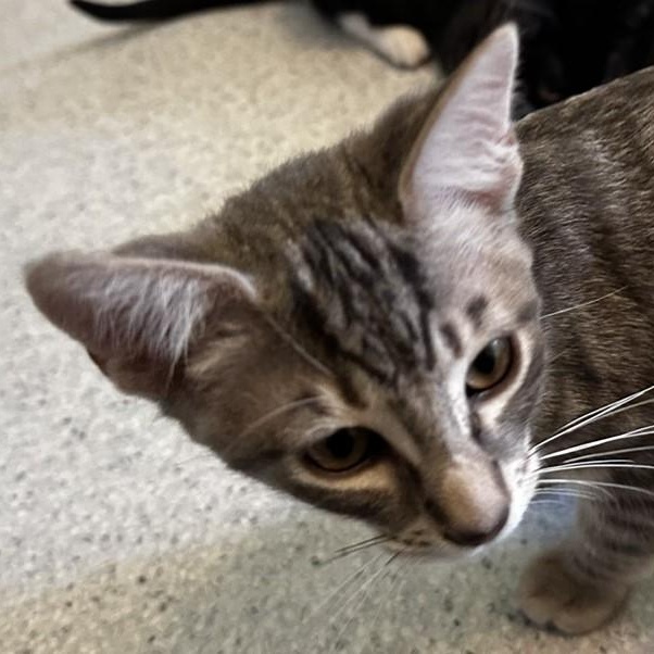 Rudy - Sweet and Fun, an adopted Tabby in Hoquiam, WA image 2/4