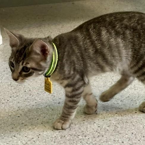 Rudy - Sweet and Fun, an adopted Tabby in Hoquiam, WA image 1/4