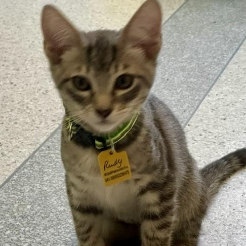 Rudy - Sweet and Fun, an adopted Tabby in Hoquiam, WA image 3/4