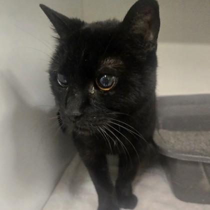 Sonya, a ADOPTABLE Domestic Short Hair in Phoenixville, PA image 2/2