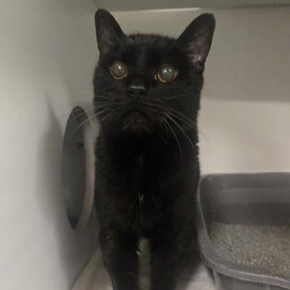 Sonya, a ADOPTABLE Domestic Short Hair in Phoenixville, PA image 1/2