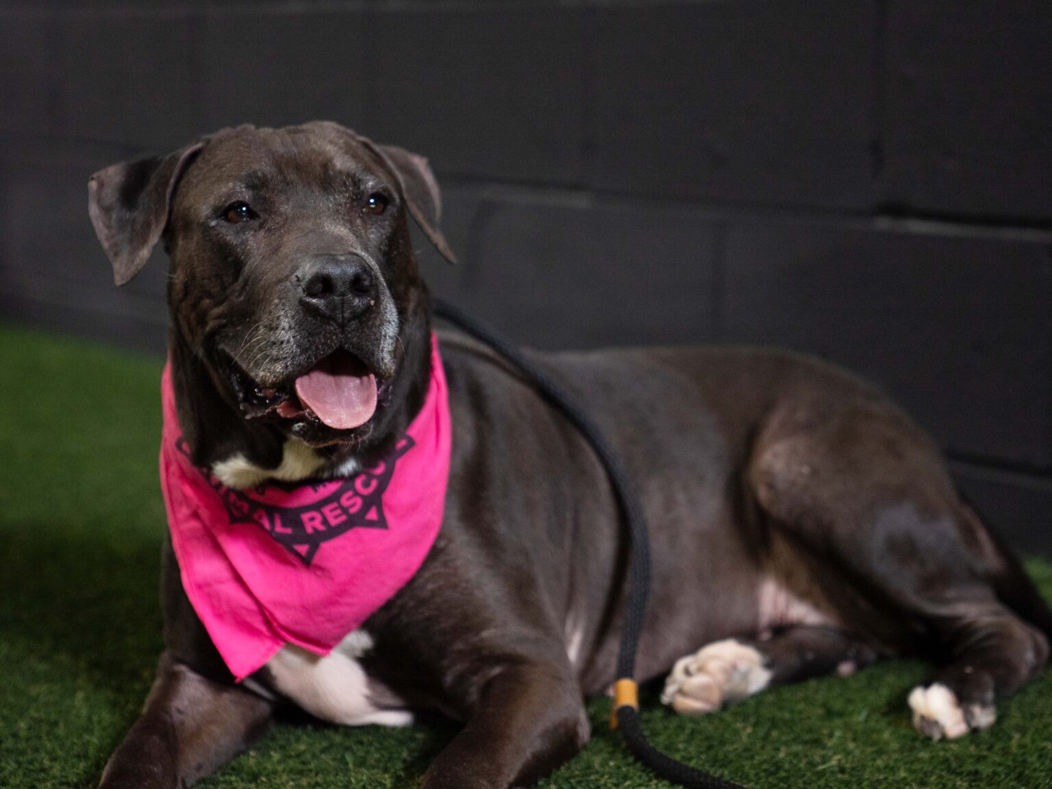 Domino, Adopted, Adult Female Labrador Retriever & Pit Bull Terrier.