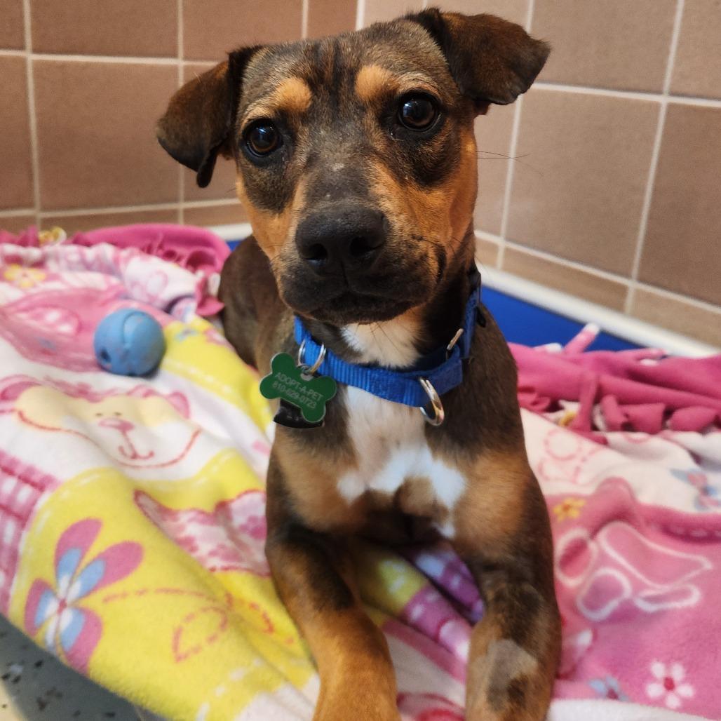 Enlarge Gigi, an adopted Mixed Breed in Fenton, MI image 3/5