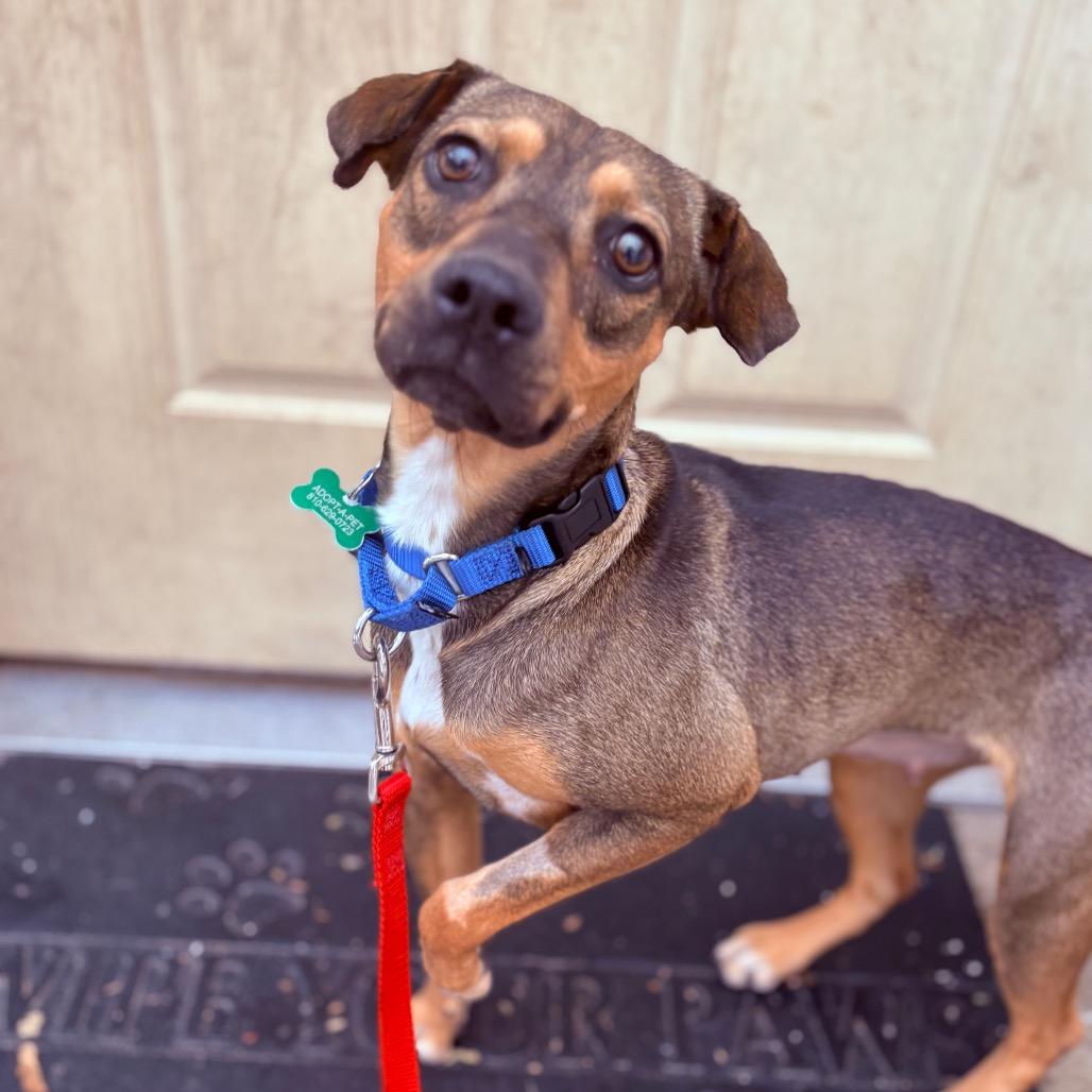 Enlarge Gigi, an adopted Mixed Breed in Fenton, MI image 1/5