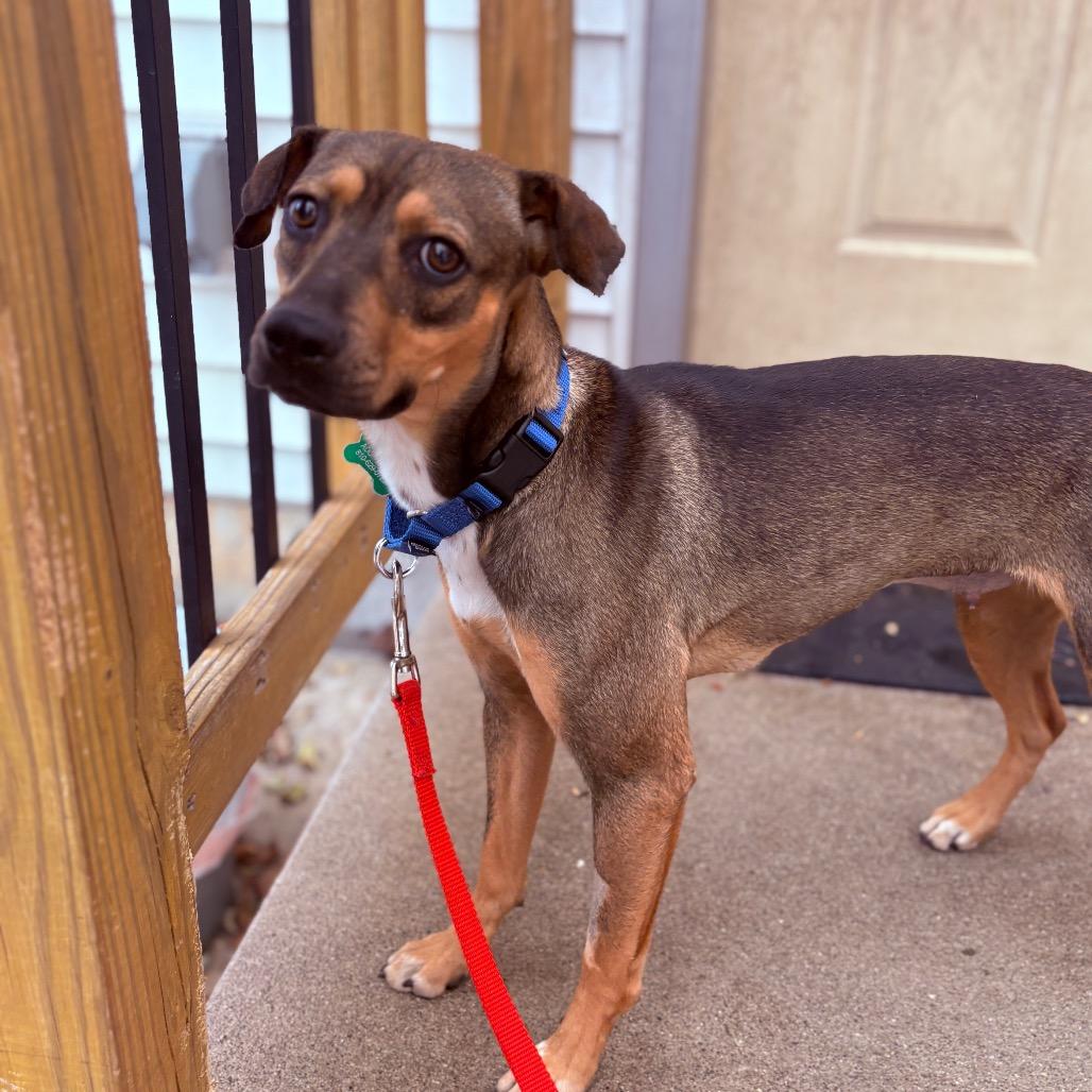 Enlarge Gigi, an adopted Mixed Breed in Fenton, MI image 4/5