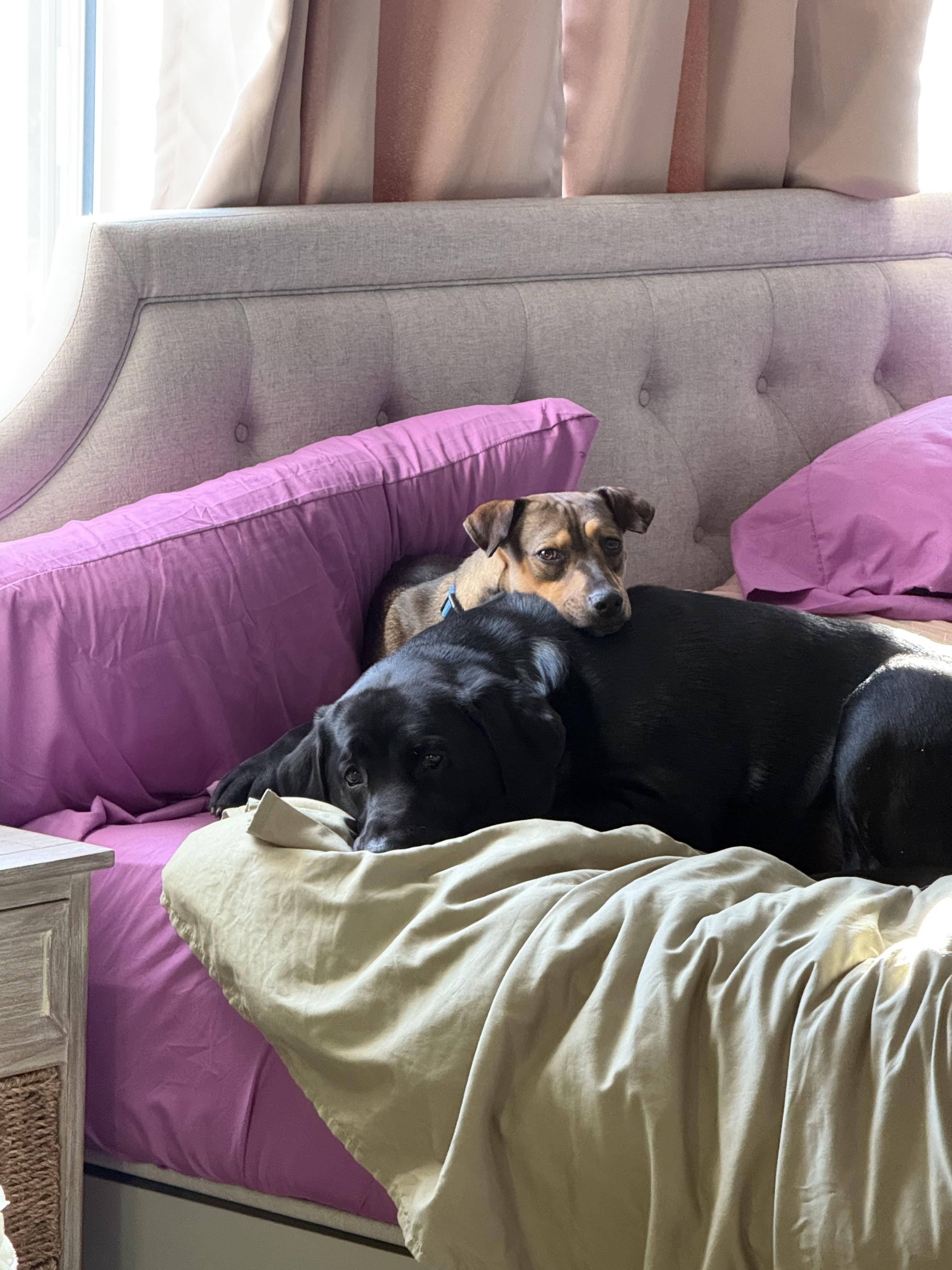 Enlarge Gigi, an adopted Mixed Breed in Fenton, MI image 2/5