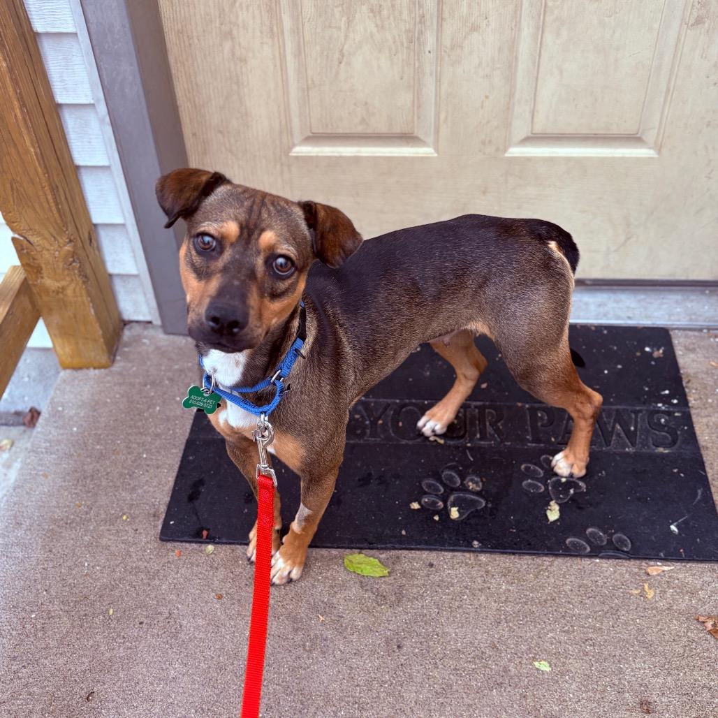 Enlarge Gigi, an adopted Mixed Breed in Fenton, MI image 5/5