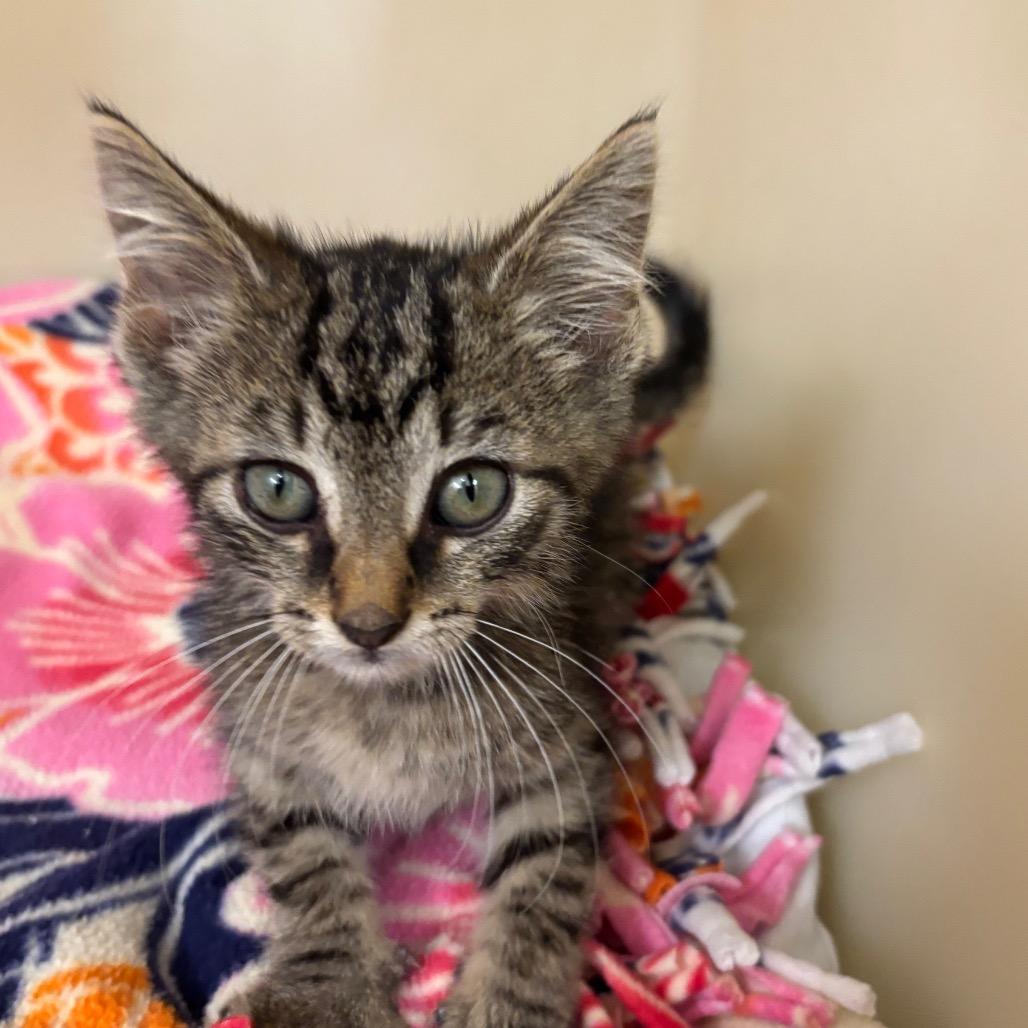 Rocko, Adoptable, Kitten Male Domestic Short Hair.