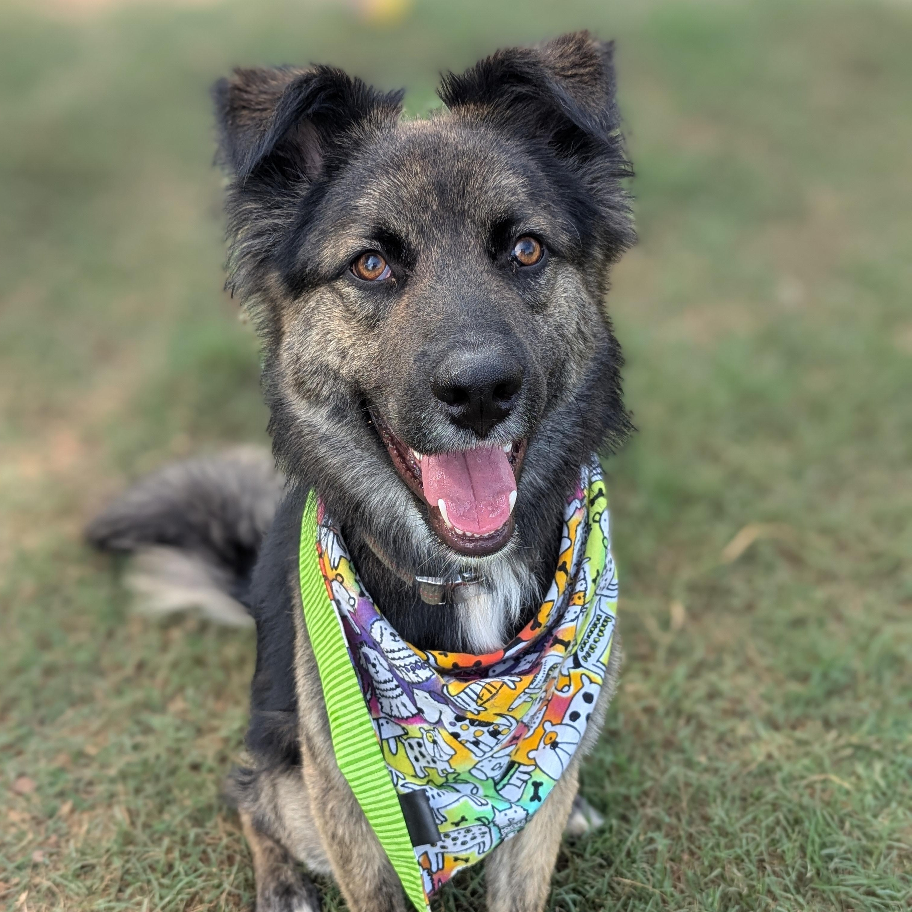Rocko $150, Young Male unknown